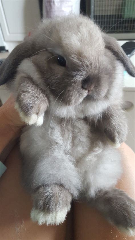 Holland Lop Rabbits For Sale St Augustine Fl Cute Bunny Pictures