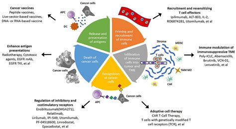 Frontiers Targeting The Immune Microenvironment In The Treatment Of