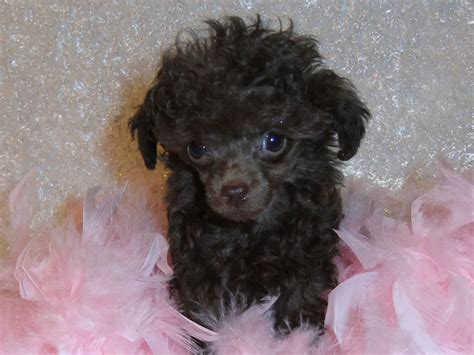 Teacup Poodle Puppies Take A Peek At Some Of Our Past