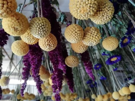 I'm thinking about doing this over my bed as a makeshift headboard! Drying flowers by hanging in workshop | Dried Flower Craft