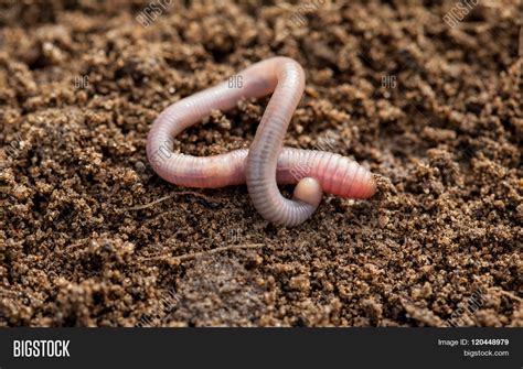 Earthworm Soil Image And Photo Free Trial Bigstock