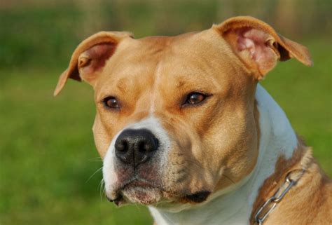 His broad skull features pronounced cheek muscles, and rests atop a heavy neck. American Staffordshire Terrier vs., The Pit Bull - DogVills