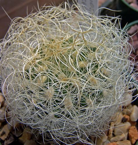 Oregon Cactus Blog