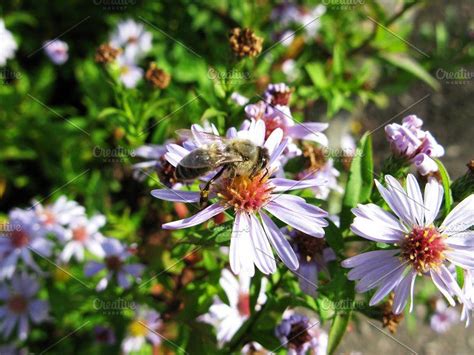 Bumblebee Bee Aster Astra Flower Containing Photo Macro And Insect