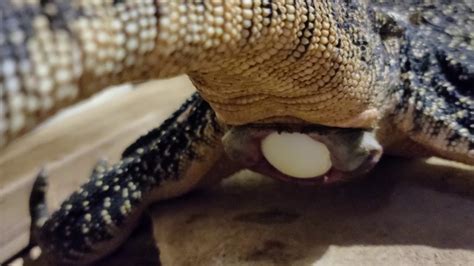 Water Monitor Lizard Laying A Parthenogenic Egg YouTube