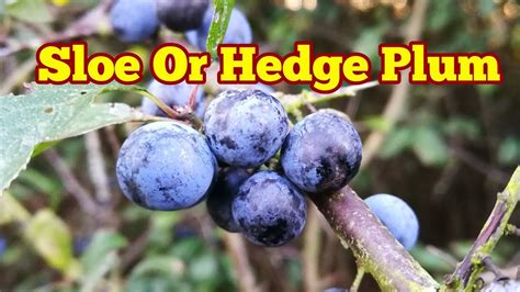What Is Sloe Or Hedge Plum Youtube