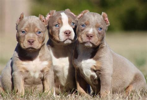 Top 999 Pitbull Puppies Wallpaper Full Hd 4k Free To Use