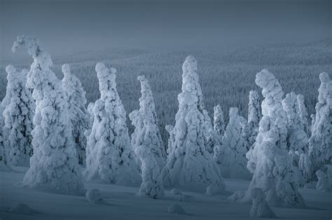 A Walk Through The Frozen Forests Of Finland On Behance
