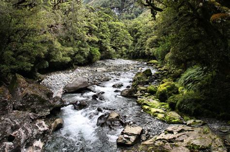 Rainforest New Zealand Stock Photo Image Of Summertime 12929338