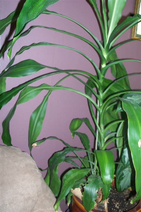 Houseplant Dracanea Corn Plant Tall Looks Like A Corn
