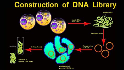 Construction Of Dna Library I Dna Library I Dna Library Animation Youtube