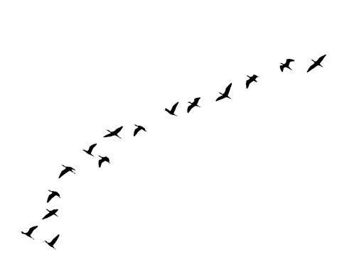 Flock Of Bird Transparent Background Png Play