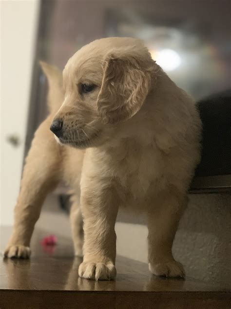 Golden Retriever Puppies For Sale Tucson Az 297600