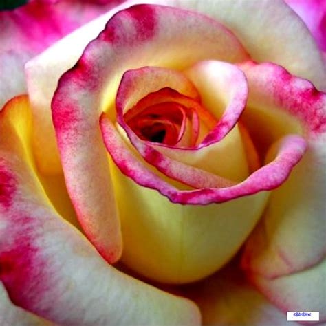 multi colored rose flickr photo sharing