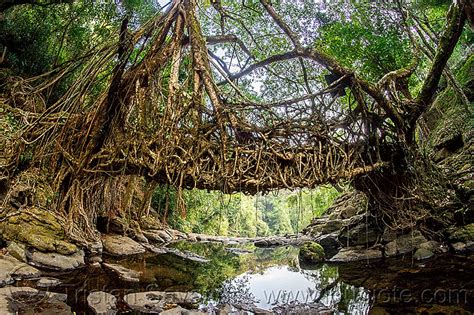 Living Root Bridge In East Khasi Hills India