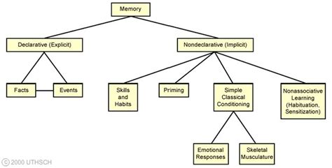 Learning And Memory Section 4 Chapter 7 Neuroscience Online An