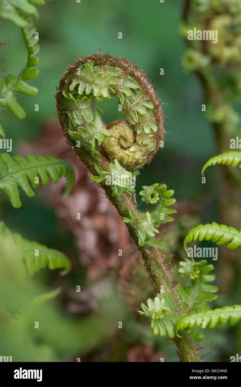 Frond Unfurling Hi Res Stock Photography And Images Alamy