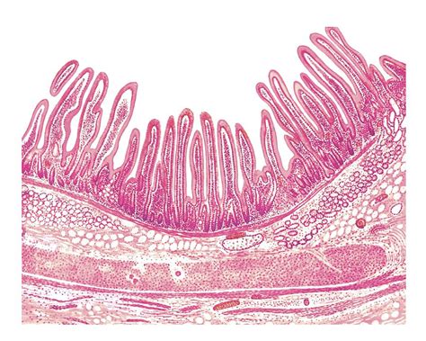 Structure Of The Duodenal Wall Photograph By Asklepios Medical Atlas
