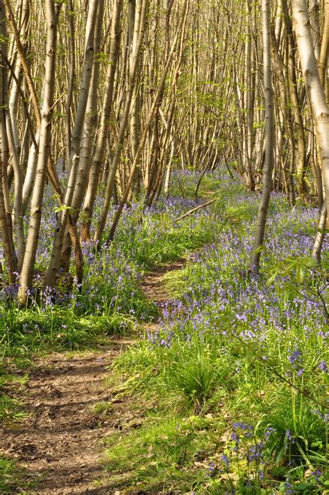 Path Through Bluebells Kings Wood Challock Kent Flickr