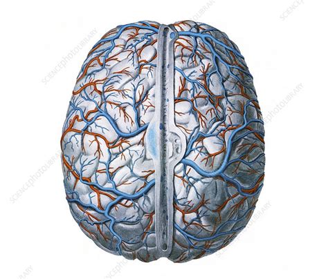 Arteries And Veins Of The Brain Illustration Stock Image C0467567