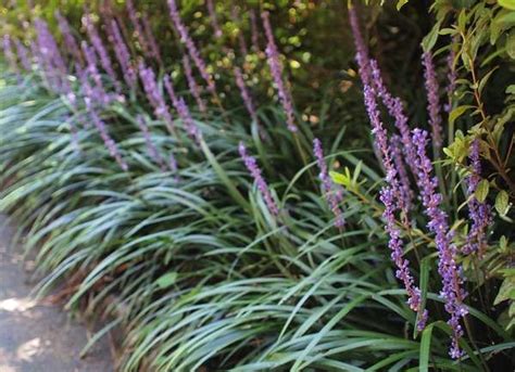 50 Plants That Thrive In Any Yard Boarder Plants Plants Easy