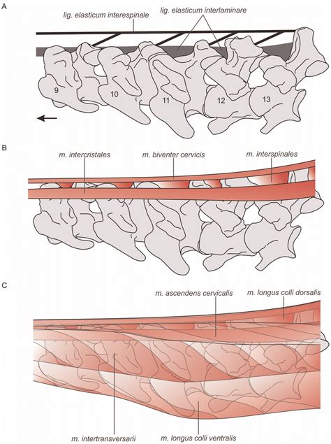 There are around 650 skeletal muscles within the typical human body. Schematic hypothetical lateral reconstruction of neck muscles and... | Download Scientific Diagram