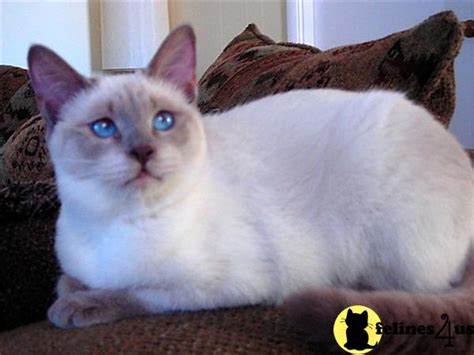 Balinese Cat For Sale Short Haired Lilacfrost Point 16 Yrs And 4 Mths Old