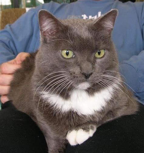 The following articles explain, and offer reasons not. Meet Abigail - Front Paw Declawed, a Petstablished ...