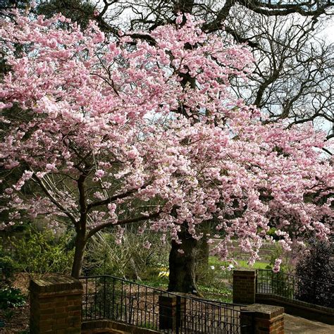 Buy Flowering Cherry Blossom Tree Prunus Accolade Delivery By