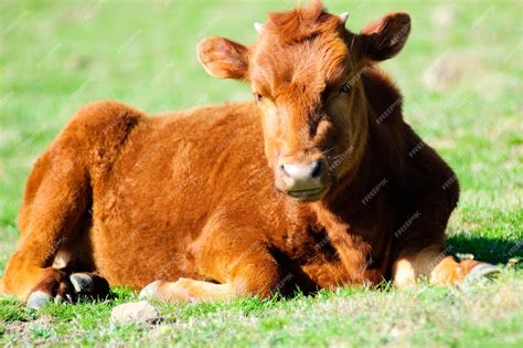 Premium Photo Portrait Of A Young Bull Photographed Close Up