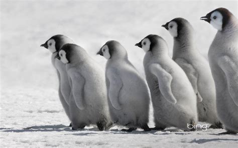 Young Penguins Bing Animal Photography Hd Wallpaper