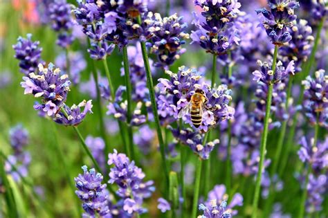 Alles zu sorten, anbau & pflege. Lavendel Pflege - wichtige Tipps - Garten Mix