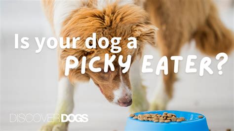 Tips For Finicky Dogs Getting Your Picky Dog To Eat Youtube