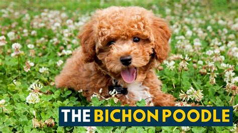 Bichon Poodle A Pet Parents Guide To The Teddy Bear Like Poochon