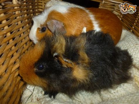 Beautiful Baby Male Guinea Pigs Reading Berkshire Pets4homes