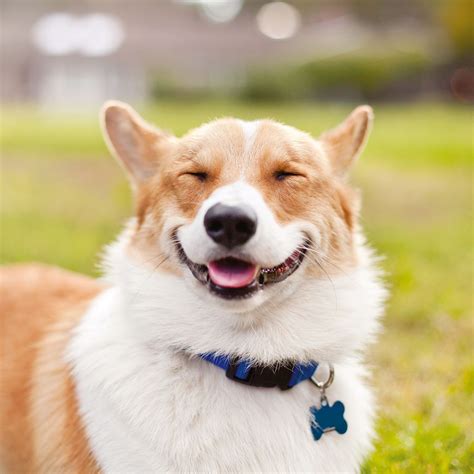 These Smiling Dogs Will Brighten Your Day Puppies Funny Smiling Dogs