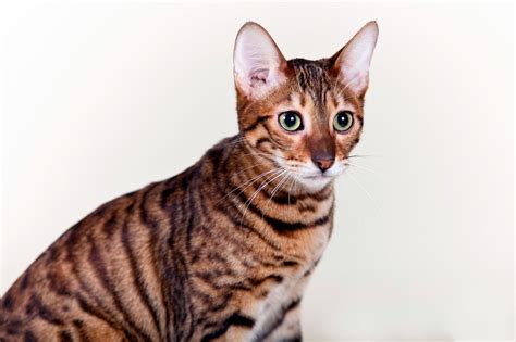 Породы кошек тигрового окраса - МирКошек.Рф