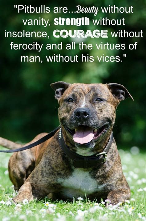 Quotes About The American Pitbull Terrier Dogvills