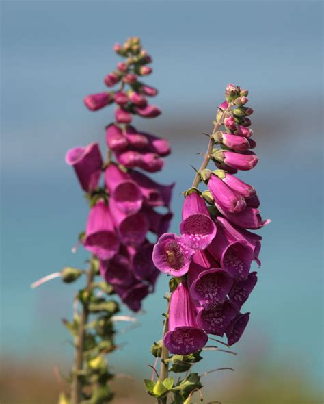 All of them come in multiple sizes and colors. Foxgloves | Cornwall Guide