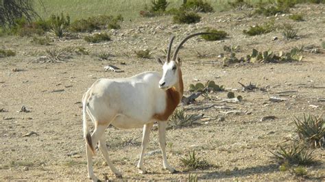 Scimitar Horned Oryx Zoochat