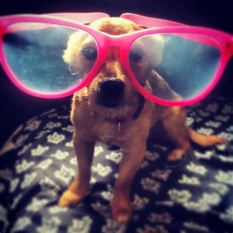 Dogs In Sunglasses Always Funny Learn Befunky