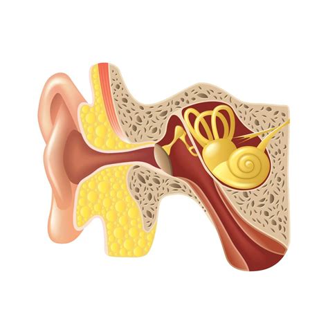 Anatomía Del Oído V Conducto Endolinfático Centro Europeo De La
