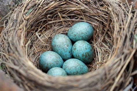 Premium Photo Blue Eggs Of A Wild Bird Thrush Lying In The Nest