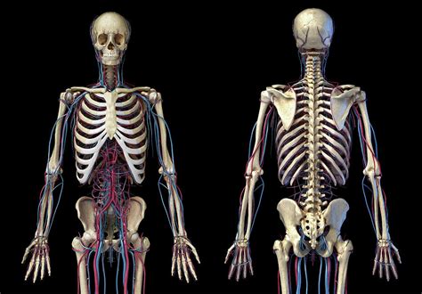 Front And Back View Of Human Skeleton Photograph By Pixelchaos Fine