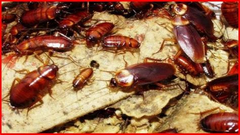 At diy pest control brisbane we empower home owners with diy methods for treatmenting comon pests. ELIMINE BARATAS DE UMA VEZ POR TODAS USANDO DETERGENTE! - YouTube | Termite control, Cockroach ...