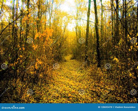 Autumnal Forest Road Stock Photo Image Of Forest Fallen 128693478