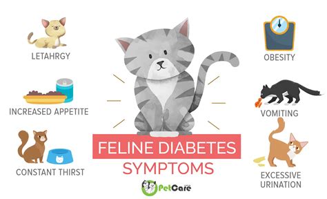 The syndrome's episodes typically occur at dawn or dusk. Diabetes in Cats | Signs & Managing Diabetes Mellitus