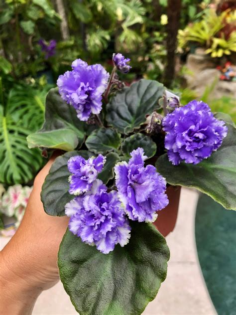 Live House Plant Variegated Bloom African Violet Harmonys Etsy
