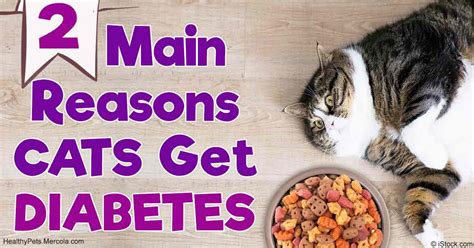Feline Diabetes Causes Treatment And Prevention