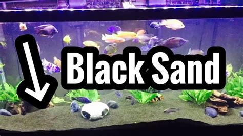 Aquarium Black Sand Tank Gallery Youtube